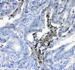 Prothrombin Antibody in Immunohistochemistry (Paraffin) (IHC (P))