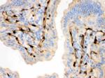 FABP4 Antibody in Immunohistochemistry (Paraffin) (IHC (P))