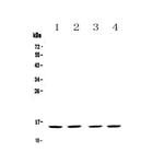 FABP5 Antibody in Western Blot (WB)