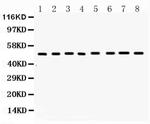 FAS (CD95) Antibody in Western Blot (WB)