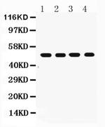 FAS (CD95) Antibody in Western Blot (WB)