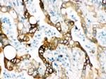 FASN Antibody in Immunohistochemistry (Paraffin) (IHC (P))