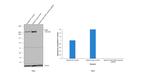 FASN Antibody in Western Blot (WB)