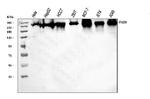 FASN Antibody in Western Blot (WB)