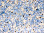 FCGRT Antibody in Immunohistochemistry (Paraffin) (IHC (P))