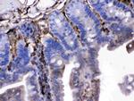 FGF1 Antibody in Immunohistochemistry (Paraffin) (IHC (P))