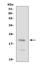 FGF21 Antibody in Western Blot (WB)