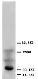 FGF4 Antibody in Western Blot (WB)