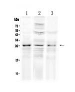 FGF8 Antibody in Western Blot (WB)