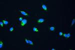 Fumarase Antibody in Immunocytochemistry (ICC/IF)