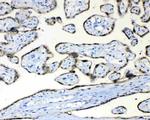 Fumarase Antibody in Immunohistochemistry (Paraffin) (IHC (P))