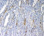 VEGFD Antibody in Immunohistochemistry (Paraffin) (IHC (P))