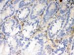 Flotillin 2 Antibody in Immunohistochemistry (Frozen) (IHC (F))