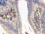 Flotillin 2 Antibody in Immunohistochemistry (Paraffin) (IHC (P))