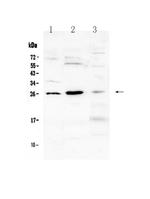 FLT3LG Antibody in Western Blot (WB)