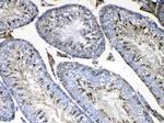 FMN1 Antibody in Immunohistochemistry (Paraffin) (IHC (P))