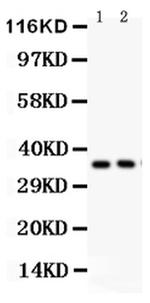 FRZB Antibody in Western Blot (WB)