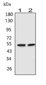 GABRA1 Antibody in Western Blot (WB)