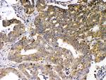 GAD65 Antibody in Immunohistochemistry (Paraffin) (IHC (P))