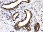 GAD65 Antibody in Immunohistochemistry (Paraffin) (IHC (P))