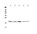 GADD45G Antibody in Western Blot (WB)