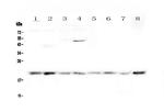 GADD45G Antibody in Western Blot (WB)