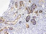 GALE Antibody in Immunohistochemistry (Paraffin) (IHC (P))