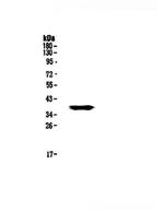 GALE Antibody in Western Blot (WB)