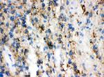 GAP43 Antibody in Immunohistochemistry (Paraffin) (IHC (P))