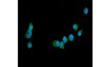 GAS6 Antibody in Immunocytochemistry (ICC/IF)