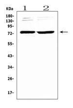 GAS6 Antibody in Western Blot (WB)