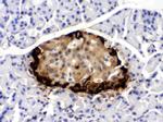 GLP-1 Antibody in Immunohistochemistry (Paraffin) (IHC (P))