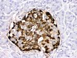 GLP-1 Antibody in Immunohistochemistry (Paraffin) (IHC (P))