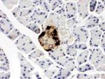 GLP-1 Antibody in Immunohistochemistry (Paraffin) (IHC (P))