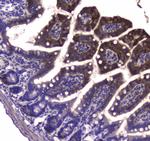 GDA Antibody in Immunohistochemistry (Paraffin) (IHC (P))