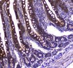 GDA Antibody in Immunohistochemistry (Paraffin) (IHC (P))