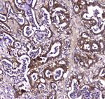 GDA Antibody in Immunohistochemistry (Paraffin) (IHC (P))