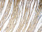 Connexin 45 Antibody in Immunohistochemistry (Paraffin) (IHC (P))