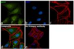 GLI2 Antibody in Immunocytochemistry (ICC/IF)