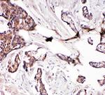 Glutaredoxin 2 Antibody in Immunohistochemistry (Paraffin) (IHC (P))