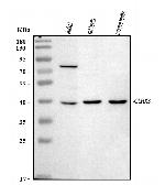 TXNL2 Antibody in Western Blot (WB)