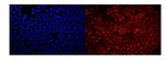 RACK1 Antibody in Immunocytochemistry (ICC/IF)