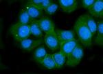 GluR2 Antibody in Immunocytochemistry (ICC/IF)