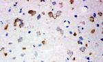 GluR2 Antibody in Immunohistochemistry (Frozen) (IHC (F))