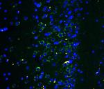 GluR2 Antibody in Immunohistochemistry (Paraffin) (IHC (P))