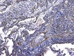 GSTM3 Antibody in Immunohistochemistry (Paraffin) (IHC (P))