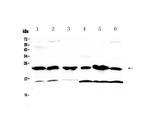 GSTP1 Antibody in Western Blot (WB)