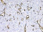 HBD Antibody in Immunohistochemistry (Paraffin) (IHC (P))