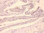 HDGF Antibody in Immunohistochemistry (Paraffin) (IHC (P))