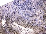 HDGF Antibody in Immunohistochemistry (Paraffin) (IHC (P))